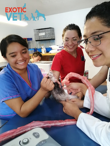 Exotic Vet Zavaleta