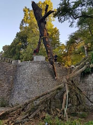 Photo n°6 de A l'écoute de l'arbre - Élagueur Taille Élagage Entretien Abattage d'Arbres Haies 72 Sarthe Tennie Conlie Le-Mans à Tennie (Service d'élagage)