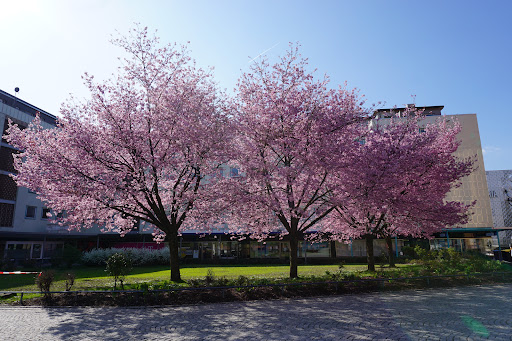Blumenhof, el patio de la flores - Thumbnail