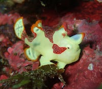 DDSデューク・ダイビングサービス