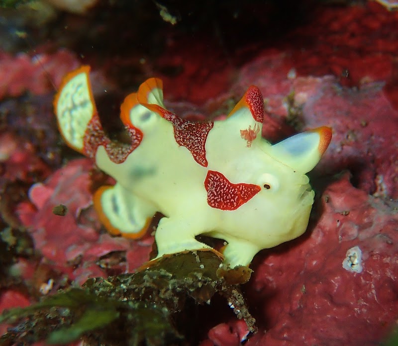 DDSデューク・ダイビングサービス