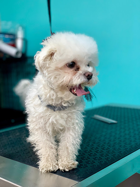 M&M Pet Boutique & Supplies