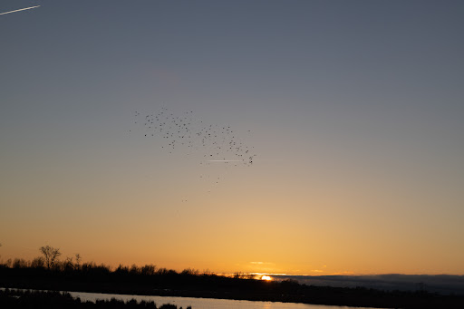 'Staatsbosbeheer - t Roegwold Tetjehorn - Thumbnail