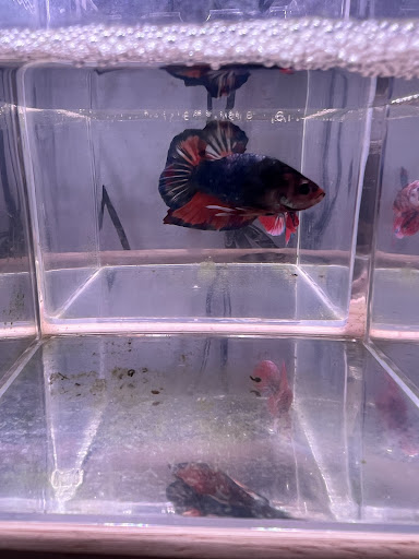 Aquasalvaje - Thumbnail