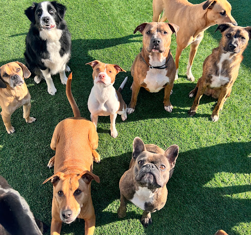 Paradise Paws - Thumbnail