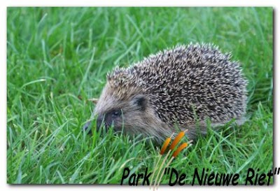 Adults Only Camping "De Nieuwe Riet"