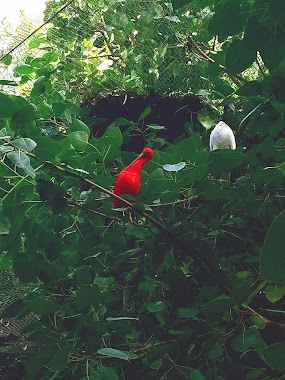 Zoological Botanical Garden, Author: Dmitriy Goncharov