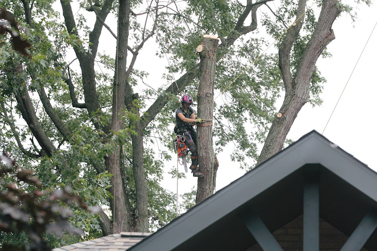 Brave Roots Expert Tree Service work photo 1