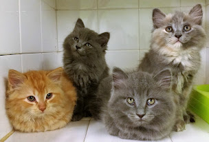 Photo n°1 de Clinique Vétérinaire de la Sorgue - Dr Valérie Marteau - Dr Sonia Seguin à L'Isle-sur-la-Sorgue (Clinique vétérinaire)