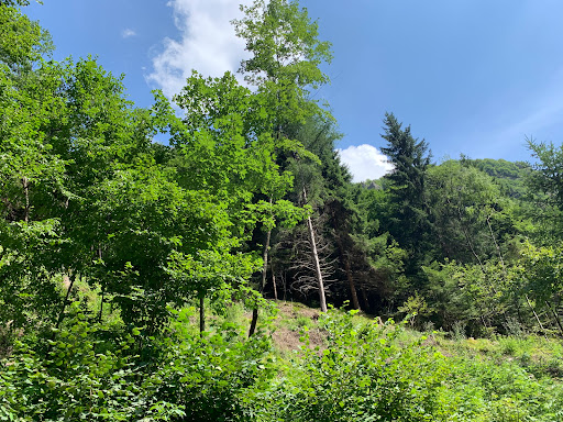 Foresta di Giazza Gallery - Italy