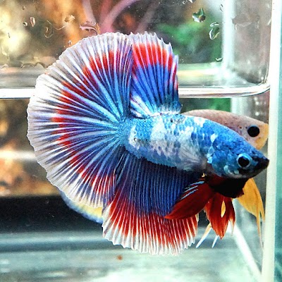 Photos of Roemah Betta (Cupang)