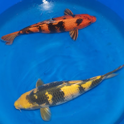 KOI by KOI