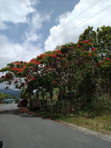 Parcelas María en Ciales