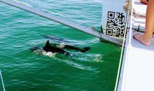 Photo n°20 de Catamaran Azulile | Croisière découverte de la voile , bateau à voile , naviguer sur Oléron à St Denis (Endroit où l'on pratique la voile)