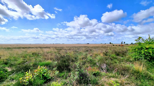 Wandelroute Boswandeling Spier-Dwingelderveld - Thumbnail