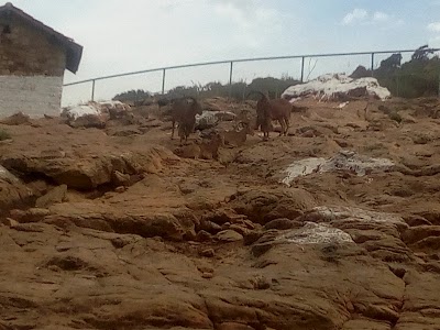 Photos of حديقة الحيوانات جيجل