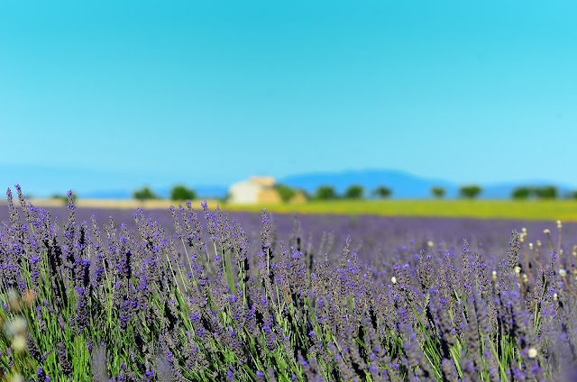 Plateau De Valensole