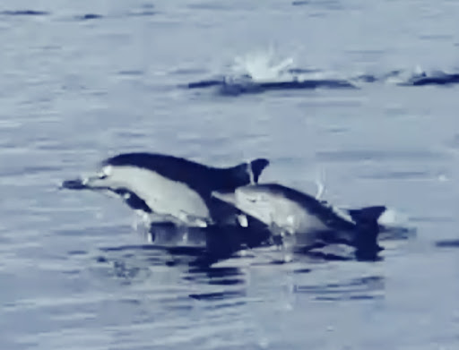 Channel Islands Marine Safari Adventures - Thumbnail