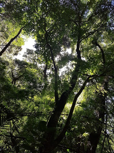 Photos of Catarata Bosque del Ni&ntilde;o