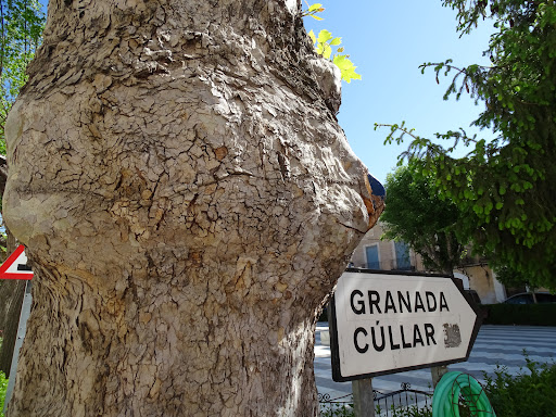 Árbol señal - Visual