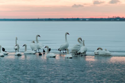 Photos of Liepaja Lake