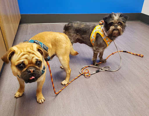 Nelson Animal Hospital - Thumbnail