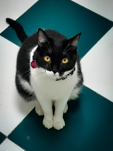 Veterinaria Mascotitas