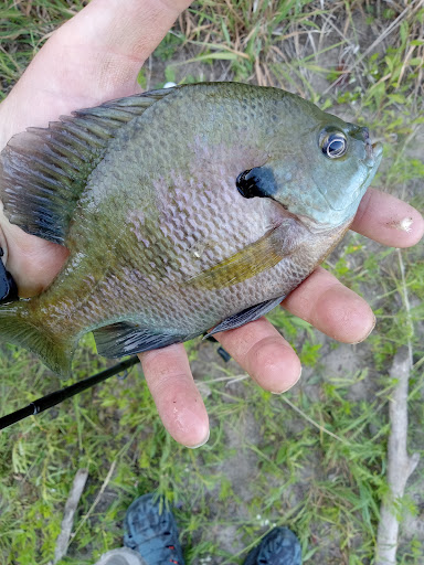 Harrington & Sons Bait Co. - Thumbnail