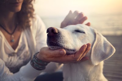 Onoranze Funebri Animali Nel Cielo Cremazione Novara