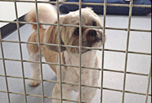 Lisgorgan Kennels and Cattery - Thumbnail