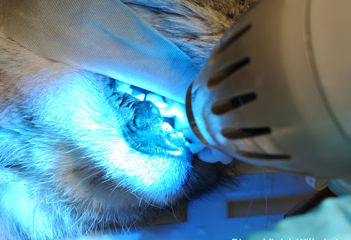 Tandheelkundige dierenarts E.J. de Boer in Utrecht Gallery - Netherlands