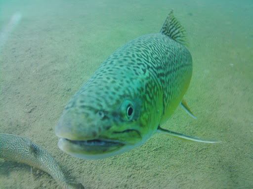 Dive Guide Patrick Schultz - Visual