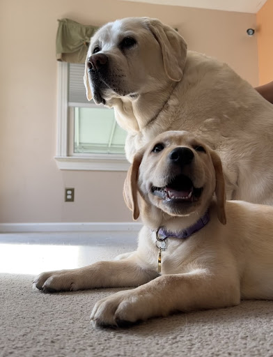 Your Mannerly Mutt, Inc - Thumbnail