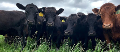 Photo of Grass Fed Beef Farm