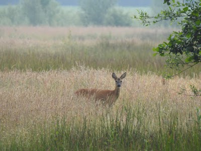 Parkeerplaats Empese- en Tondenseheide