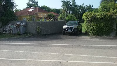 Photos of Silver Palms