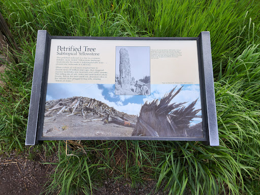 Petrified Tree - Visual