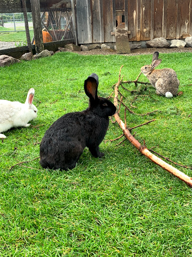 Burgberger Tierparadies mit Kafe Kult - Thumbnail