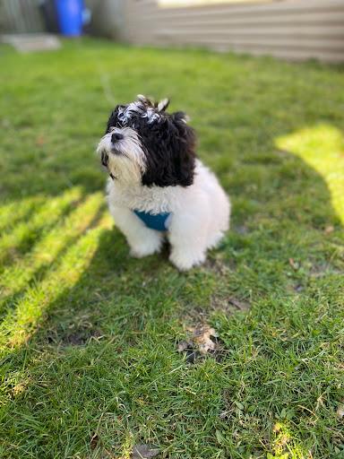 Little Paws Dog Shop LLC - Thumbnail