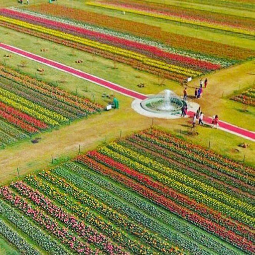 Indira Gandhi Tulip Garden Srinagar Destimap Destinations On Map