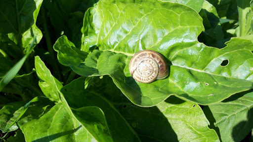 ELYnatura cosmesi alla bava di lumaca - Thumbnail