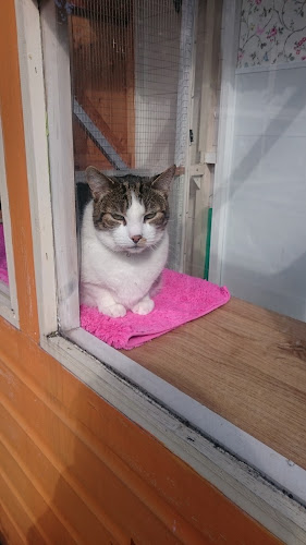 Comments and reviews of Cozycats Cattery