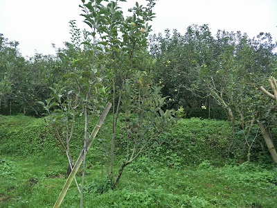 Photos of Wisata Petik Apel Kwb