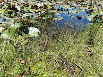 Photos of Laguna de Lotos
