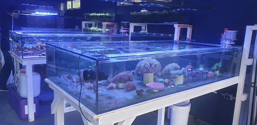Reef Aquaria - Thumbnail