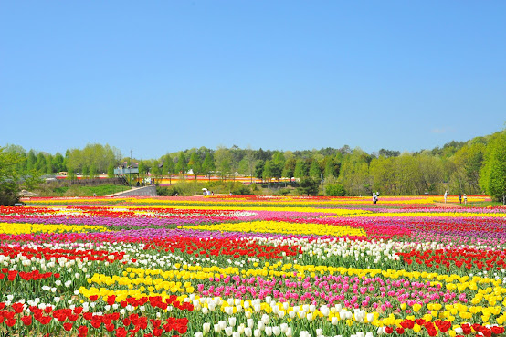 Serakogen farm by null