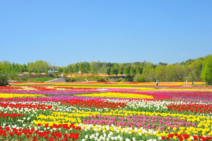 Serakogen farm by null