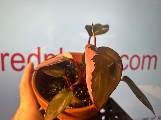 bigredplants.com - Visual