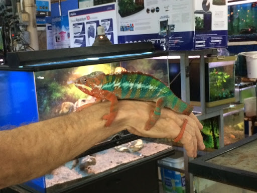 Red Crest Pet Shop - Thumbnail