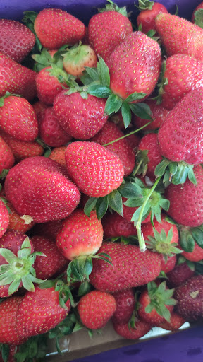 Fresas del Pacifico - Thumbnail